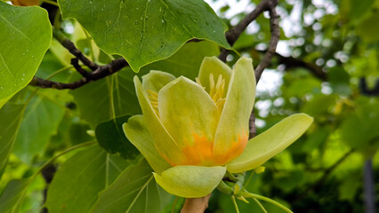 tulip poplar tree in blossom 