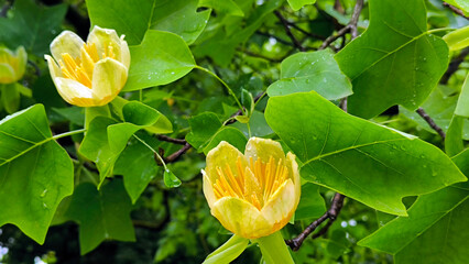 tulip poplar tree in blossom 