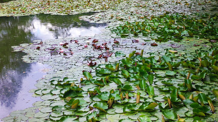 blooming water lilies, lotus flowers, in the rain in park pond