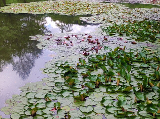 Fototapeta premium blooming water lilies, lotus flowers, in the rain in park pond