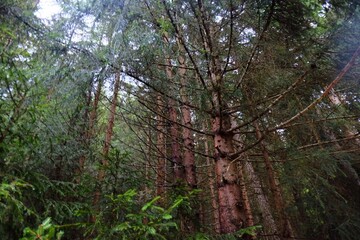 Obraz premium trees in the forest