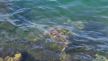 Slow motion video of a turtle surfacing to breathe in the ocean