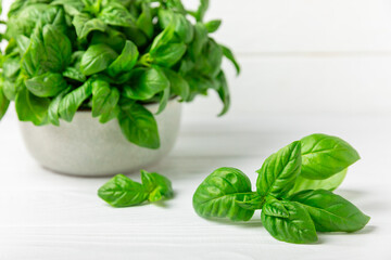 Green basil leaves on a textured wooden background. Kitchen herbs, spices. Fresh green organic basil. Vegan. Greens for salad. Place for text. Copy space.