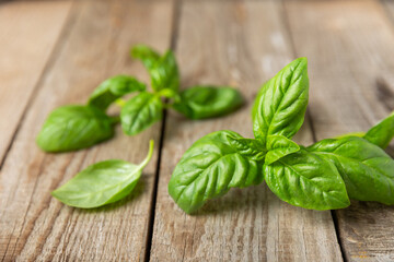 Green basil leaves on a textured wooden background. Kitchen herbs, spices. Fresh green organic basil. Vegan. Greens for salad. Place for text. Copy space.