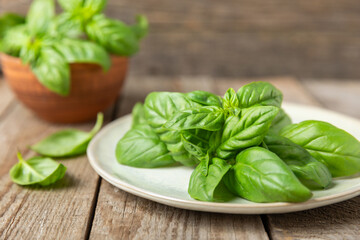 Green basil leaves on a textured wooden background. Kitchen herbs, spices. Fresh green organic basil. Vegan. Greens for salad. Place for text. Copy space.