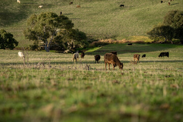 'Agricultural sustainable cattle raising livestock practices on a regenerative agriculture farm. Sustainable agriculture in Australia. cows grazing at sunset in in green short grass after a drought