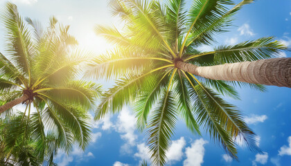 Fototapeta premium ヤシの木と青空