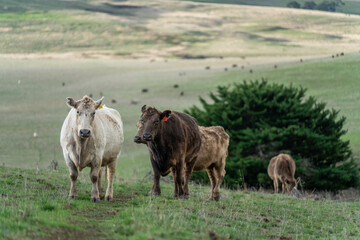 'Agricultural sustainable cattle raising livestock practices on a regenerative agriculture farm. Sustainable agriculture in Australia. cows grazing at sunset in in green short grass after a drought