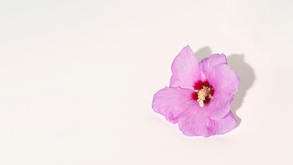 Obraz premium Elegant summer garden flower in fool bloom on white background, creative copy space, minimal floral composition