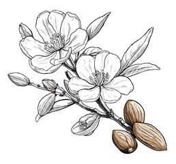 Hand drawn almond branch with almond and blossom flowers isolated on white, outline drawing almond branch, sketch, vector illustration