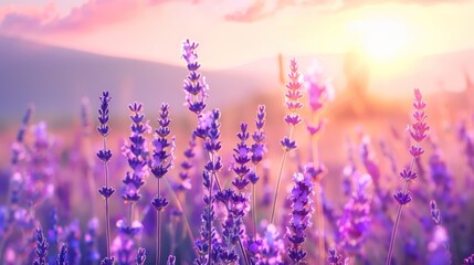 Lavender Field at Sunset