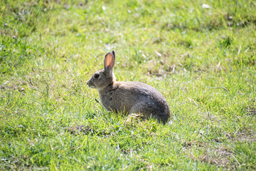 wild  rabbit  running around a  field  in the  county side  