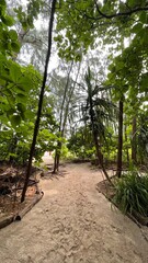 Naklejka premium path in the forest