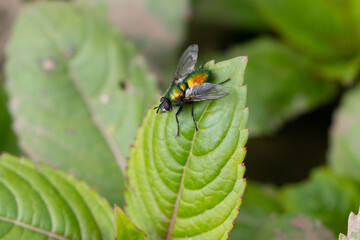 Colourful Parasitic Fly sat on a leaf. County Durham England, UK.