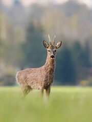 A young roebuck stands on the meadow a looks at the camera. Capreolus capreolus