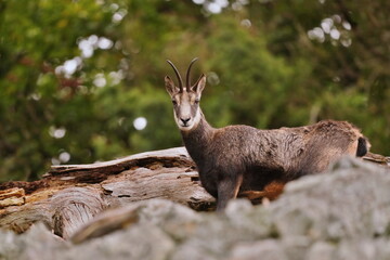 A beautiful chamois stans on the stone hill. Rupicapra rupicapra. Wildlife scene from mountains.