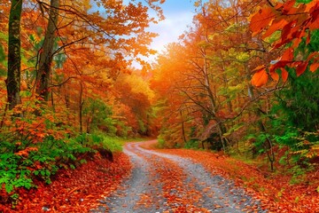 Naklejka premium forest road in autumn. Autumn landscape in nature. pathway in the forest, which is beautiful with autumn colors. Forest landscape covered with colorful trees. colorful nature landscape.