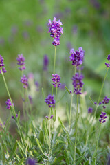 Obraz premium Lavender blooming in a garden 