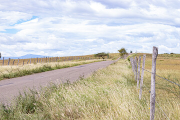 Obraz premium road in the field