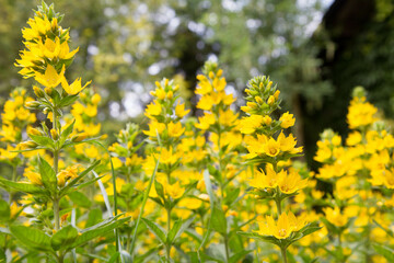The Loosestrife (Lysimachia) plant blooming	
