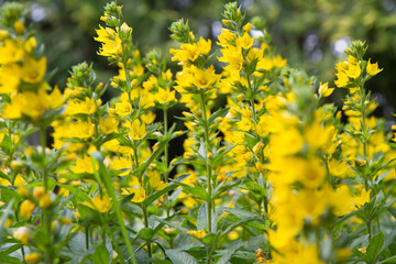 The Loosestrife (Lysimachia) plant blooming	
