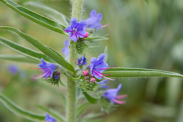 The Echium plant blooming in a garden