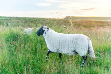 Black Faced Sheep Grazing in Grassy Field at Sunset