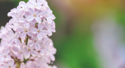 Close-Up of Delicate Lilac Blossoms With Raindrops in Spring