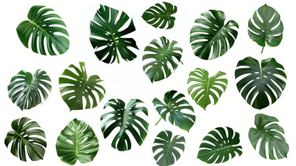 Set of albo monstera isolated on white solid background, white and green, set of leaves
