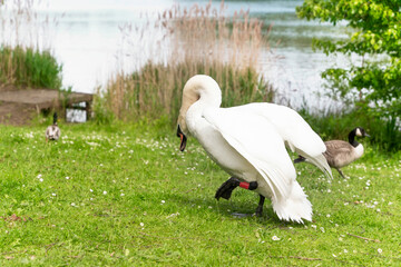 White Swan Preening on Green Grass Near Lake