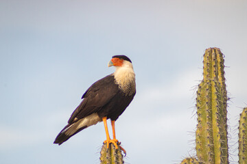 yellow billed hornbill bird