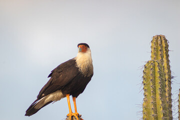 yellow billed hornbill bird