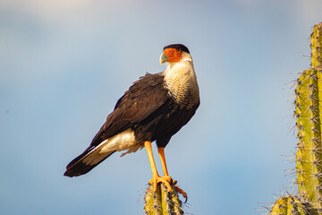 yellow billed hornbill bird