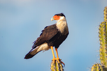 yellow billed hornbill bird