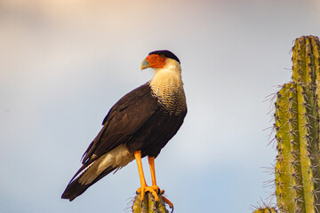 red tailed hawk