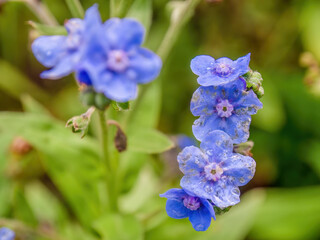 Macro photography of forget-me-not flowers with dew drops, captured in a garden near the colonial town of Villa de Leyva in central Colombia.