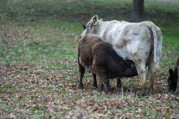 Agricultural sustainable cattle raising livestock practices on a regenerative agriculture farm. Sustainable agriculture in Australia. cows grazing at sunset in in green short grass after a drought