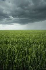 Fototapeta premium Cloud-based rainfall maximization, showcasing the benefits of cloud technology in boosting agricultural productivity.
