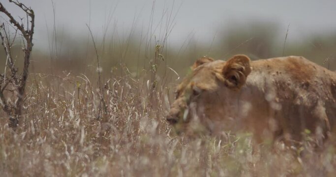 Close up pan of a Lion's (Panthera Leo) head walking through tall grass and panting heavily during the afternoon in Kenya.