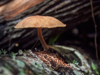 Macro photography of a hymenopellis furfuracea mushroom growing in rotten wood. Captured at the Andean mountains of central Colombia.