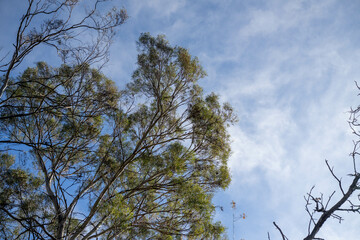 beautiful gum Trees and shrubs in the Australian bush forest. Gumtrees and native plants growing in Australia in spring in australia