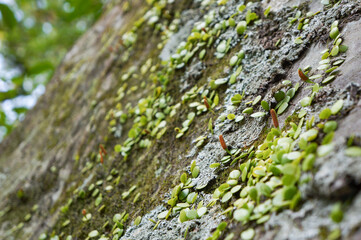 伊勢神宮の境内にある岩に生えている小さな植物