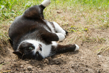 Black and white cat rolling in the dirt	
