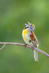 A Dickcissel Sings on a Tree Branch