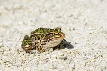 A Northern Leopard Frog Sits Still on a Limestone Path