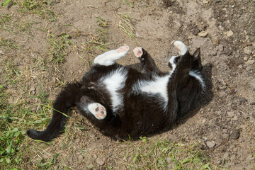 Black and white cat rolling in the dirt	
