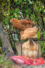 Some chickens perched on a rustic wooden chair and the messy front yard of a country house near the town of Arcabuco, in central Colombia.