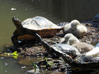 turtles and swan family with baby birds in the park