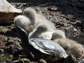turtles and swan family with baby birds in the park