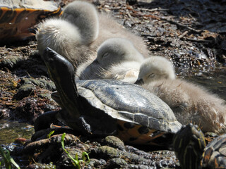 Obraz premium turtles and swan family with baby birds in the park